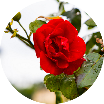 Rode roos, Italië van Veerle Sondagh