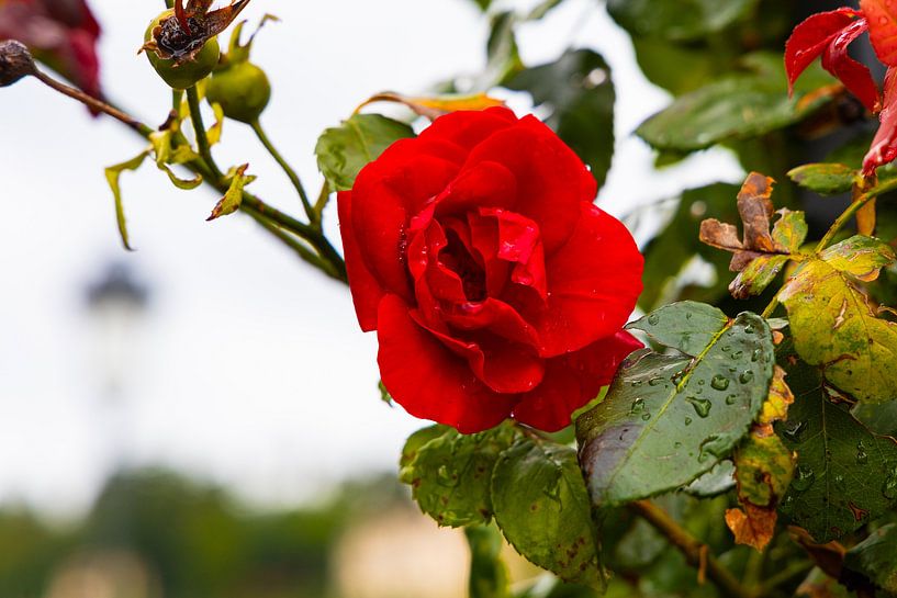 Rote Rose, Italien von Veerle Sondagh