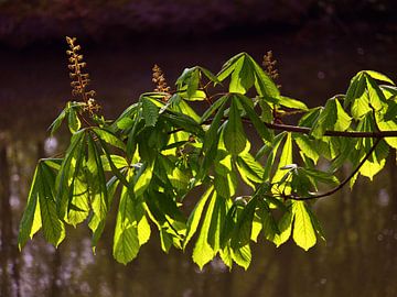 Feuilles de châtaignier