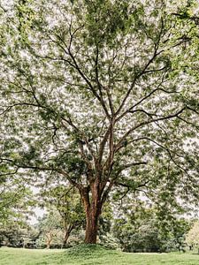 Arbre en Ouganda