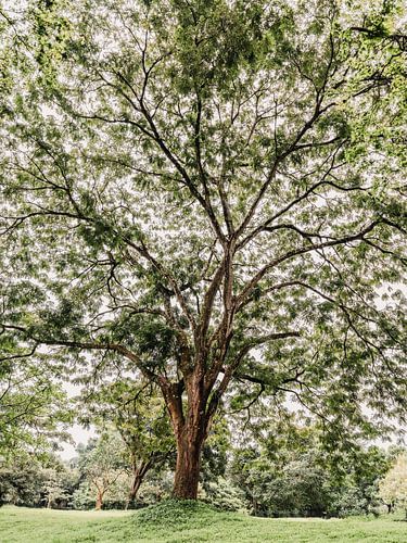 Arbre en Ouganda