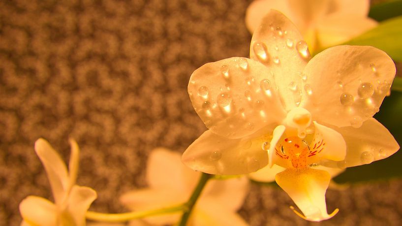 Orchid with dewdrops on the petals. Orchid stem with flowers by Martin Köbsch