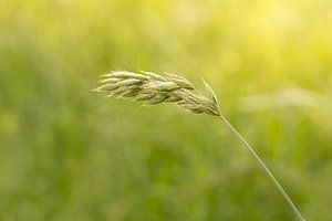 Blühendes Gras | Sommertag | goldene Stunde