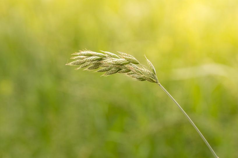 Flowering grass | summer day | golden hour by Marianne Twijnstra