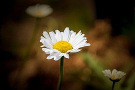 Das Gänseblümchen von Fotos by Angelique