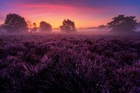 Flowering heather Veluwe