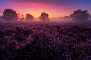 Bloeiende heide Veluwe