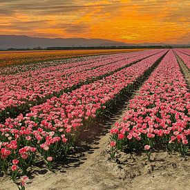 Tulpenveld with beautiful sky van Elly Wille-Neuféglise