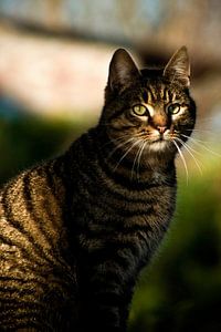 Getigerte Hauskatze
