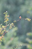 Stonechat, songbird, red-breasted stonechat, robin, small bird