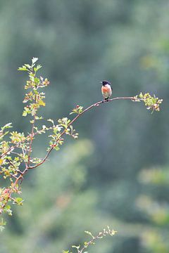 Roodborsttapuit, zangvogel, red-breasted stonechat, roodborst, kleine vogel van Maartje van Tilborg