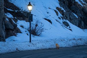 Vos en lantaarnpaal