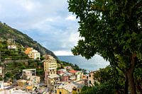 Zitronenbäume in der Nähe des Hafens von Riomaggiore