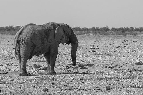 De schaarste in de winter in Namibië