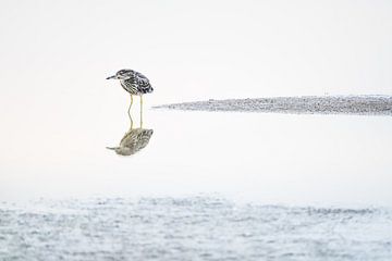 Een jonge kwak en zijn spiegelbeeld van Danny Slijfer Natuurfotografie