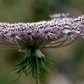 Gewone wortel - Daucus carota van Juergen Braun