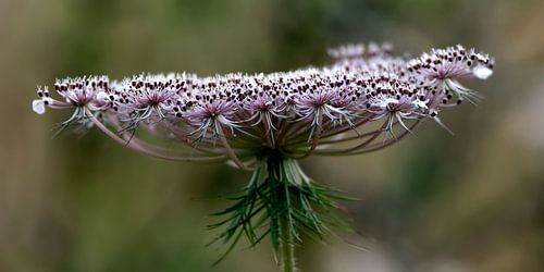 Carotte commune - Daucus carota