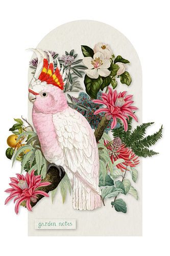 Inca cockatoo - collage remix