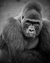 L'homme gorille à dos argenté par Patrick van Bakkum Aperçu