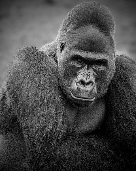 L'homme gorille à dos argenté par Patrick van Bakkum