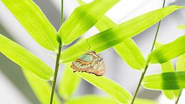Green in green - Butterfly Vlindertuin Orchideeënhoeve by Gerda Hoogerwerf