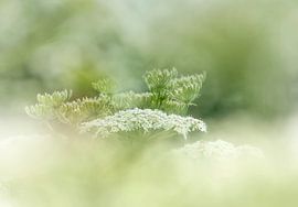 Dreaming by Ellen Driesse