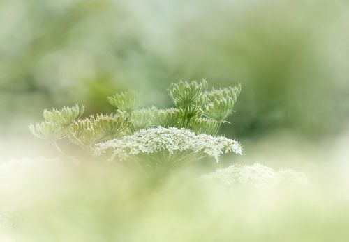 Rêve sur Ellen Driesse