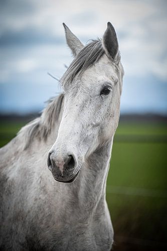 White Horse van marco voet