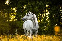 Spaanse Pre Lusitano hengst met zonsondergang