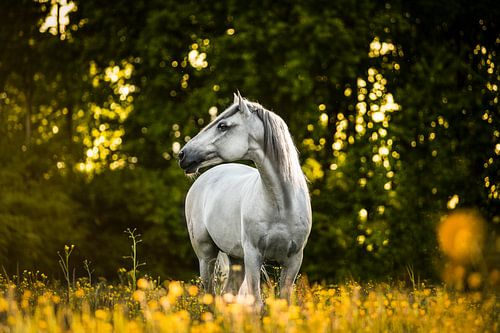 Spanish Pre Lusitano stallion with sunset