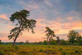 Sonnenaufgang im Nationalpark Drentsche Aa von Henk Meijer Photography