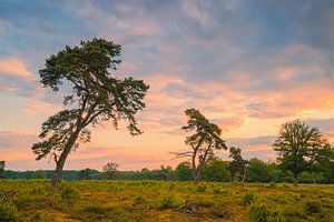 Sonnenaufgang im Nationalpark Drentsche Aa