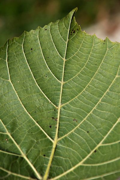 Blad by Anouk IJpelaar