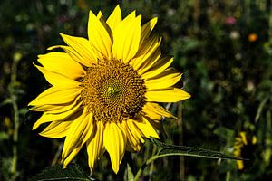 blühende Sonnenblume von Dieter Walther