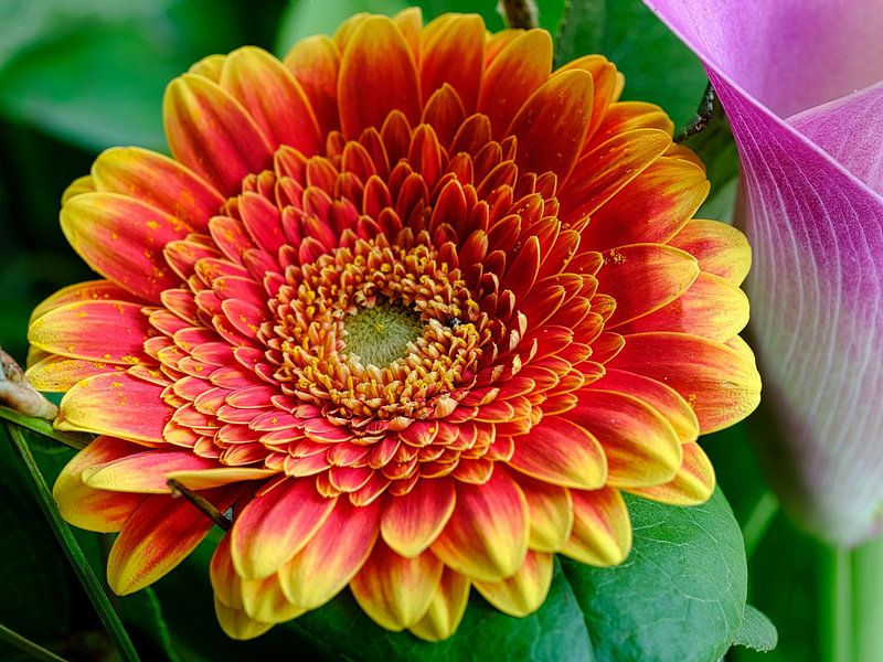 Flower by Frank Dotulong