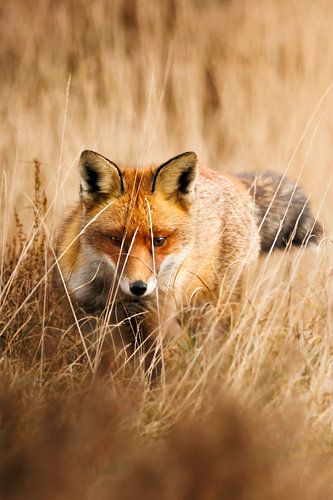 Jagende vos op de Veluwe