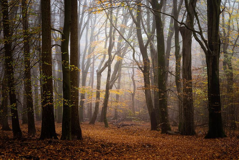 Light beyond the shades by Tvurk Photography