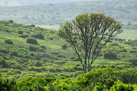 View over hill in game park South Africa by Henk Alblas