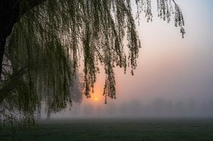 Trauerweide über der Sonne