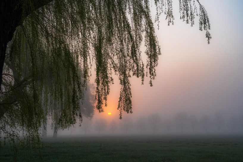 treurwilg over de zon van Tania Perneel