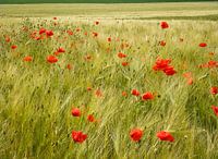 Poppies
