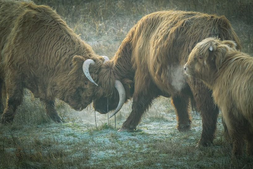 Scottish Highlanders by Dirk van Egmond
