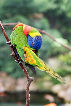 Lori cleans feathers by Wim Stolwerk