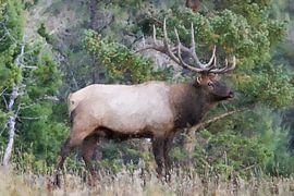 Reindeer in the wild by Digitale Schilderijen