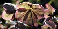 Prachtige helleborusbloem pano