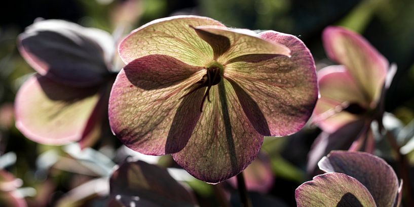 Prachtige helleborusbloem pano van Imladris Images