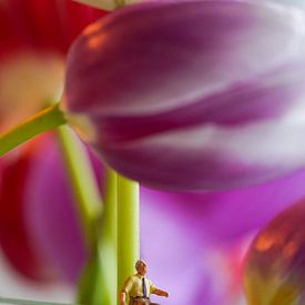 Mr. Jan in the Tulip World by Hélène Wiesenhaan