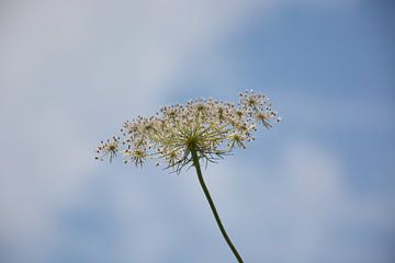 hogweed by Henriette Tischler van Sleen