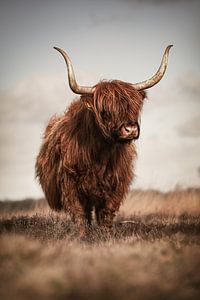 Un highlander écossais sur le Hijkerveld