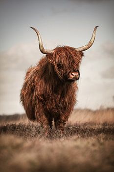 Stoere Schotse hooglander op het Hijkerveld